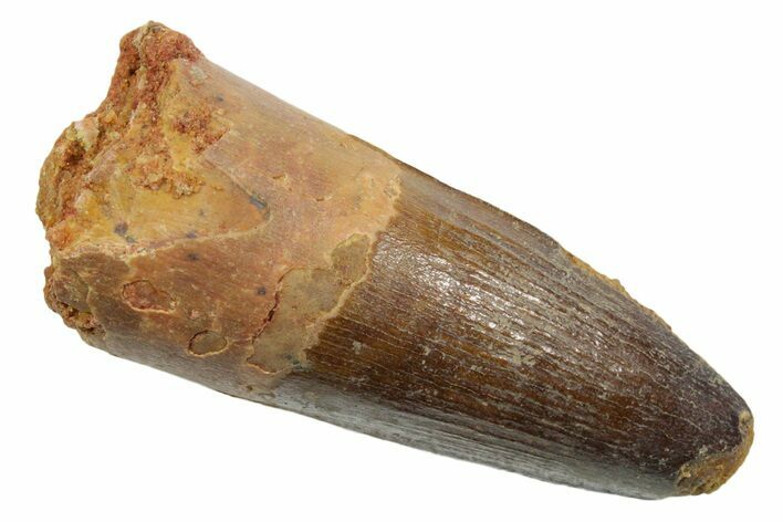 Fossil Spinosaurus Tooth - Feeding Worn Tip #349778
